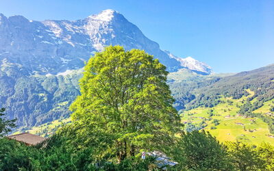 Chalet Hobelbank - Grindelwald, Bern, Zwitserland