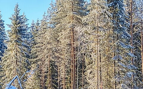 Annelinniemi: Meubilair, Stoel, Buitenmeubels, Tafel, Hout, Buitentafel, Keuken En Eettafel, Schaduw, Tuin, Paraplu