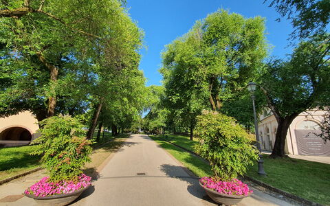 Casina Bella Di Lucca: Blad, Boom, Groen, Natuur, Afdeling, Weg Oppervlak, Vegetation, Struik, Openbare Ruimte, Doorgang
