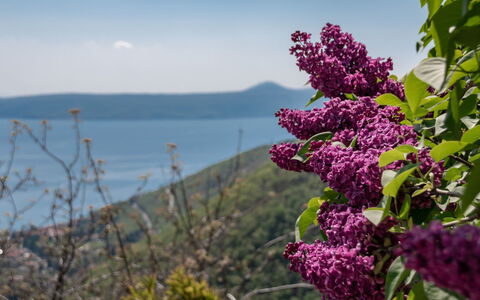 Stefi: Bloem, Fabriek, Lila, Purper, Bloeiende Plant, De Lente, Boom, Lila, Buddleia, Lila