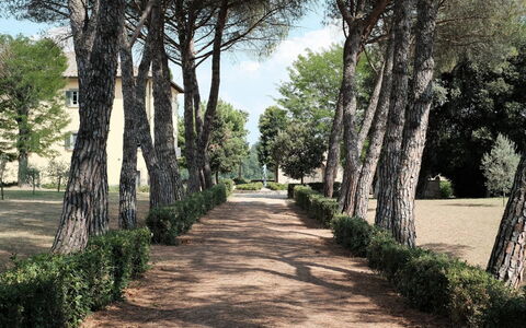 Luna Di Cortona: Boom, Natuurlijk Landschap, Woody Plant, Gang, Plantkunde, Gras, Fabriek, Grassenfamilie, Weg, Park