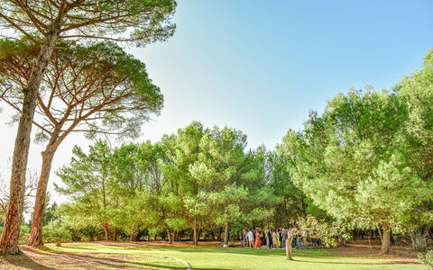 Masseria Lentisco: Boom, Natuurlijk Landschap, Natuur, Groen, Vegetation, Dag, Natuurlijke Omgeving, Gras, Lucht, Woody Plant
