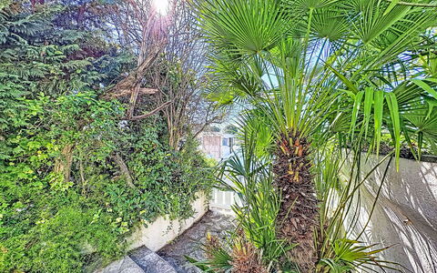 Marinas Beach: Vegetation, Woody Plant, Tuin, Tropen, Botanische Tuin