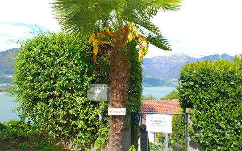 San Nazzaro 25: Boom, Vegetation, Palmboom, Arecales, Fabriek, Woody Plant, Plantkunde, Blad, Struik, Onroerend Goed