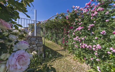 Villa Solaria: Bloem, Fabriek, Tuinrozen, Tuin, Bloeiende Plant, Rose Family, Roze, Roos, Muur, De Lente