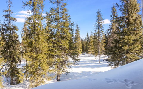 Nelikko a: Afdeling, Boom, Natuurlijke Omgeving, Sneeuw, Winter, Wildernis, Woud, Freezing, Lariks