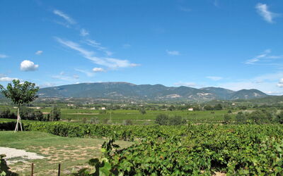 Les Lilas Blancs