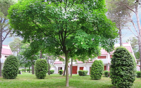 Villaggio Marina: Boom, Groen, Woody Plant, Fabriek, Eigendom, Blad, Huis, De Lente, Gras, Onroerend Goed