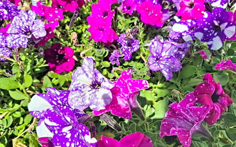 Radstadt 606: Bloem, Petal, Groen, Geel, Roze, Purper, Groundcover, Bloeiende Plant, Tuin, Kruidachtige Plant