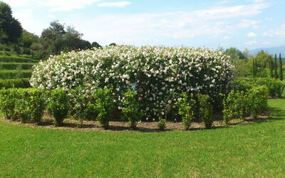 La Flora