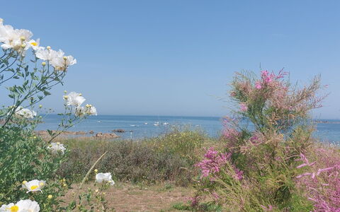 Le Sémaphore: Bloem, Struik, Zee, Kust En Oceanic Landvormen, Kust, Plantengemeenschap, Oceaan, Bloeiende Plant, Strand, Wildflower