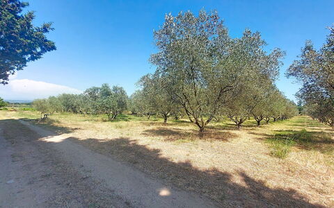 Mas du Combaud: Boom, Plain, Land Lot, Bodem, Trail, Woody Plant, Veld, Shrubland