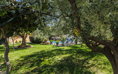 Poreč 649: Blad, Vegetation, Struik, Tuin, De Lente, Trunk, Schaduw, Woody Plant, Zonlicht, Gazon