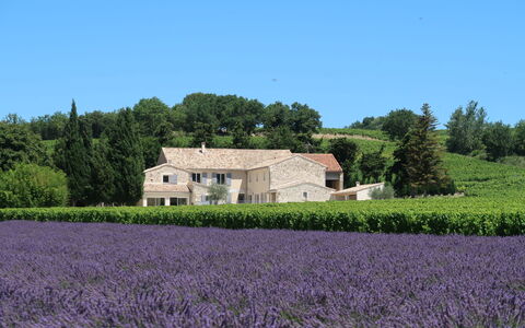 La Machotte: Lavendel, Veld, Lavendel, Engels Lavender, Boerderij, Eigendom, Landelijk Gebied, Bloem, Fabriek, Grassenfamilie