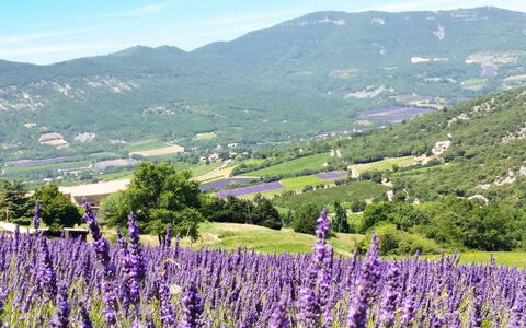 Le Cèdre: Lucht, Bloem, Berg, Fabriek, Ecoregio, Wolk, Groen, Natuurlijk Landschap, Landbouw, Lavendel