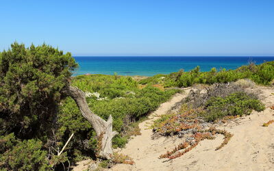 Baia delle Mimose