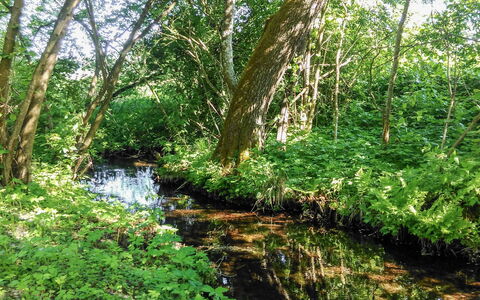 Zatylówka Dom Na Wyspie: Natuurlijk Landschap, Natuurgebied, Vegetation, Natuurlijke Omgeving, Boom, Natuur, Oeverzone, Oeverbos, Woud, Waterloop