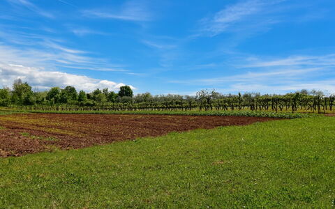 Santin: Lucht, Veld, Natuurlijk Landschap, Groen, Land Lot, Natuurlijke Omgeving, Wolk, Boerderij, Grasland, Gras