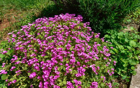 Santin: Bloem, Bloeiende Plant, Fabriek, Groundcover, Struik, Subshrub, Tuin, Eenjarige Plant