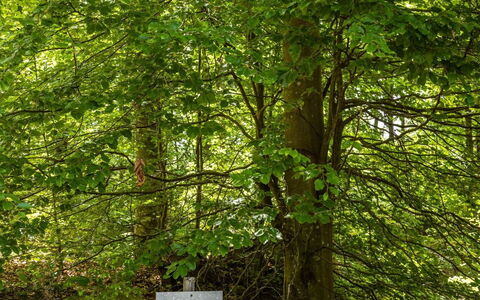 Erikstorp 142: Fabriek, Natuurlijk Landschap, Trunk, Plantendiversiteit, Boom, Hout, Gras, Woody Plant, Vergankelijk, Groundcover