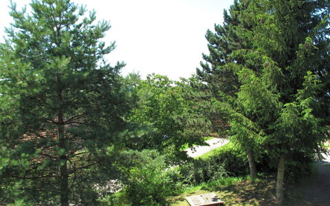 Jitka: Boom, Witte Den, Vegetation, Evergreen, Woody Plant, Fabriek, Lodgepolepijnboom, Biome, Red Juniper, American Larch