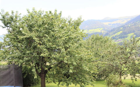 Fügen 336: Boom, Woody Plant, Fabriek, Blad, De Lente, Bloem, Heuvel Station, Struik, Heuvel