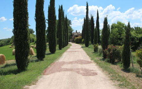 Villa Venanzo: Boom, Weg, Gras, Woody Plant, Biome, Fabriek, Doorgang, Trail, Pad