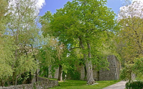 Casa Dell'ambasciatore: Blad, Boom, Gras, Afdeling, Muur, Natuur, Groen, Vegetation, Struik, Stenen Muur