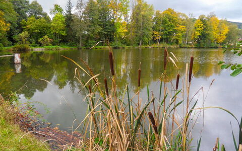 Újezd Svatého Kříže: Zwemwater, Natuurlijk Landschap, Natuur, Reflectie, Water, Vijver, Bank, Natuurlijke Omgeving, Visvijver, Vegetation