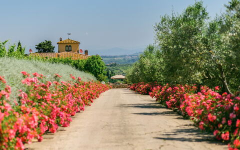Sole Del Chianti: Bloem, Fabriek, Lucht, Plantkunde, Petal, Natuurlijk Landschap, Boom, Gras, Struik, Woody Plant