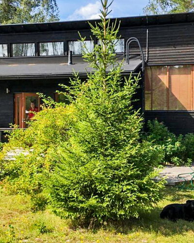 Hevonkuusi