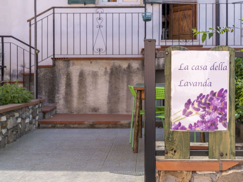 Lavanda
