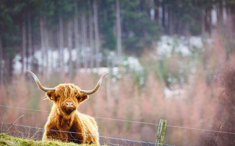 Suilven: Fabriek, Bull, Hout, Gras, Natuurlijk Landschap, Fawn, Lucht, Boom