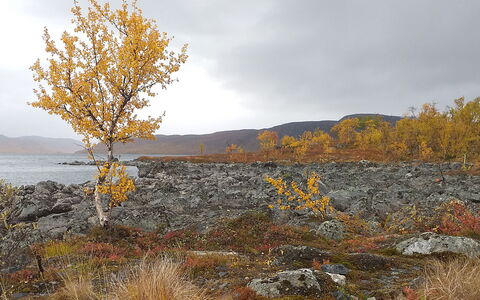 Willa Kiiruna: Blad, Natuurlijk Landschap, Landschap, Wildernis, Herfst, Fell, Takje, Shrubland, Dicht Struikgewas
