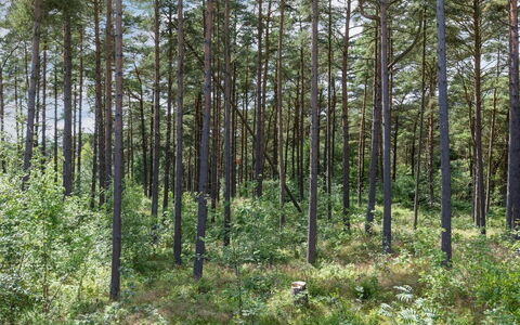 Anarosa - 200M from the Sea: Blad, Boom, Natuurlijke Omgeving, Hout, Woud, Bosje, Noord Hardhoutbos, Plantengemeenschap, Bos