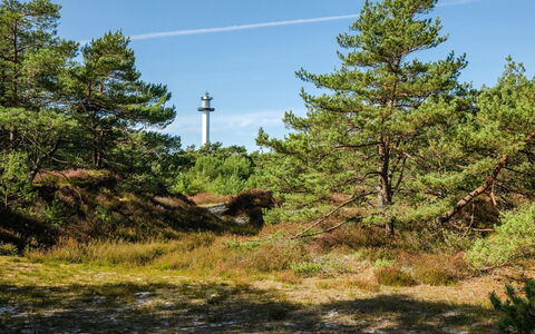 Elza - 800M from the Sea: Lucht, Plantengemeenschap, Shrubland, Woud, Dicht Struikgewas, Jungle, Tropische En Subtropische Naaldbossen, Evergreen, Pine Family