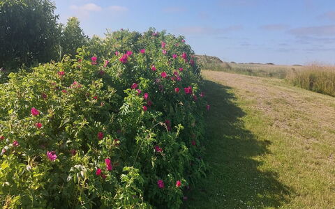 Chrisse - 550M from the Sea: Bloem, Struik, Roze, Petal, Bloeiende Plant, Rose Family, Tuin, Kruidachtige Plant, Plantage