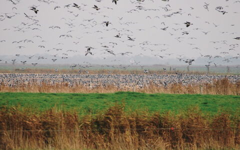 Freek - 400M from the Sea: Gras, Huis, Dak, Huis, Verblijf, Struik, Land Lot, Landelijk Gebied, Boerderij, Groundcover
