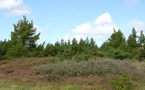 Falki - 2.5Km from the Sea: Gebouw, Huis, Venster, Huis, Dak, Woongebied, Struik, Verblijf, Land Lot