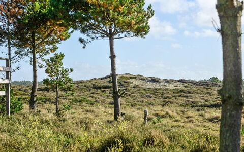 Trana - 2Km from the Sea: Lucht, Vegetation, Natuurlijk Landschap, Grasland, Ecoregio, Plantengemeenschap, Land Lot, Trunk, Woody Plant