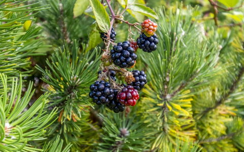 Taisto - 1.8Km from the Sea: Struik, Stedelijk Ontwerp, Groundcover, Steen, Appartement, Landgoed, Metselwerk, Balkon, Landscaping