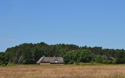 Naili - 3.1Km from the Sea: Gras, Boom, Grasland, Vegetation, Huis, Dak, Verblijf, Plain, Landelijk Gebied