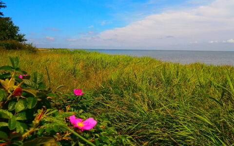Vivan - 3.8Km from the Sea: Groen, Bloem, Zomer, Zee, Horizon, Kust En Oceanic Landvormen, Kust, Oceaan, Ecoregio