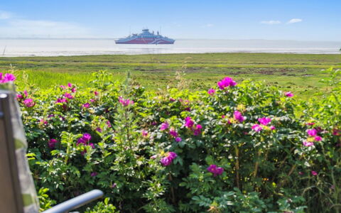 Langsom - 100M from the Sea: Bloem, Lucht, Horizon, Wolk, Roze, Zee, Petal, Kust En Oceanic Landvormen, Oceaan, Bloeiende Plant