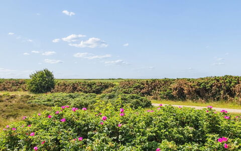 Femja - 2.3Km from the Sea: Lucht, Bloem, Wolk, Struik, Roze, Groundcover, Weide, Bloeiende Plant, Wildflower, Cumulus