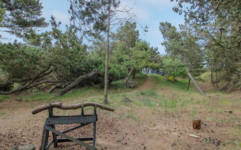 Kanutte - 400M from the Sea: Boom, Hout, Plantengemeenschap, Trunk, Bodem, Woody Plant, Bos, Trail