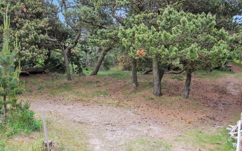 Kanutte - 400M from the Sea: Vegetation, Struik, Plantengemeenschap, Bodem, Woody Plant, Natuurgebied, Shrubland, Trail