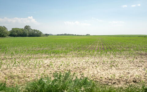 Ilja - 400M from the Sea: Dag, Groen, Natuurlijke Omgeving, Grasland, Veld, Plain, Landbouw, Ecoregio, Zomer, Land Lot
