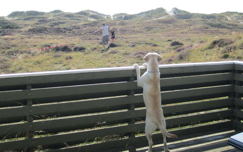 Lilja - 1.5Km from the Sea: Canidae, Hek, Openluchtbank