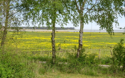Asfrid - 3.5Km from the Sea: Groen, Gras, Natuurlijke Omgeving, Geel, Grasland, Vegetation, Natuurlijk Landschap, Plain, Plantengemeenschap, Land Lot